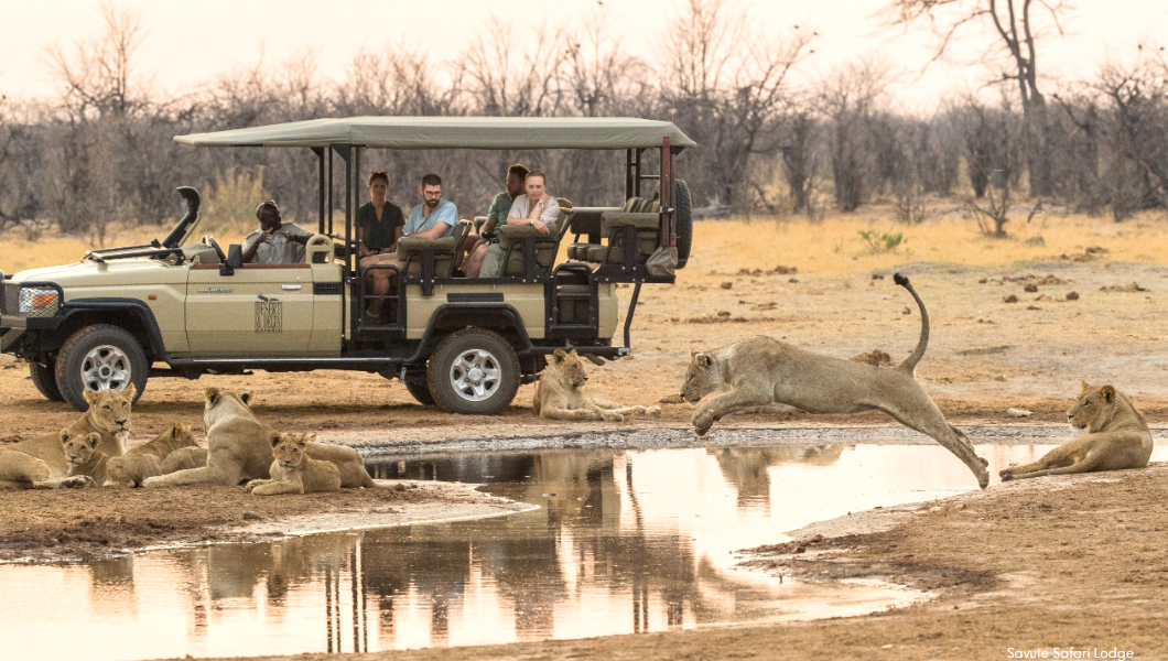 Savute Game Drive